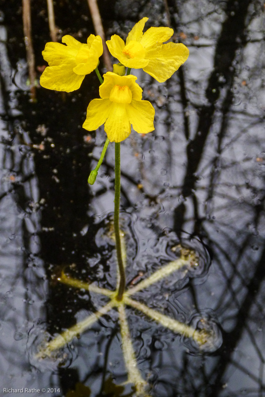 Bladderwort (Utricularia)