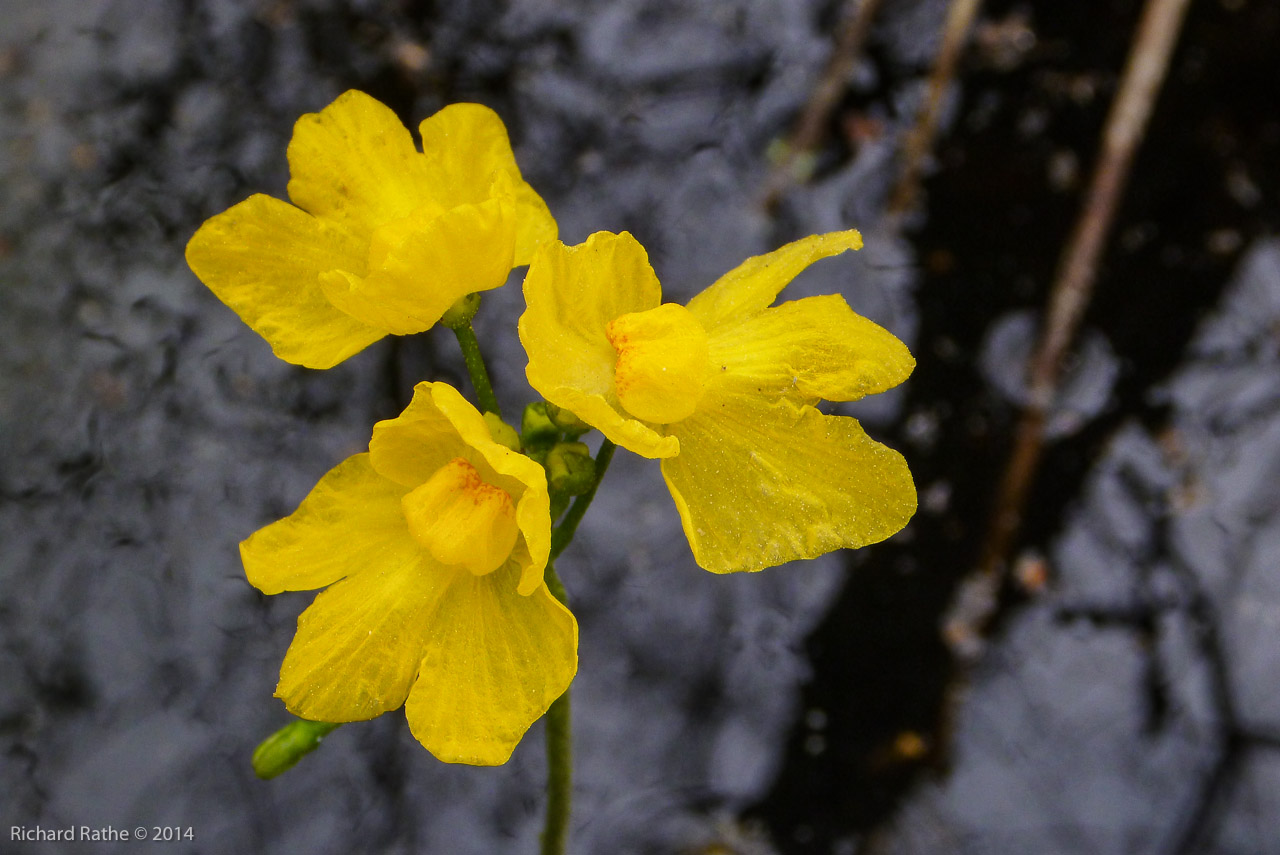 Bladderwort (Utricularia)
