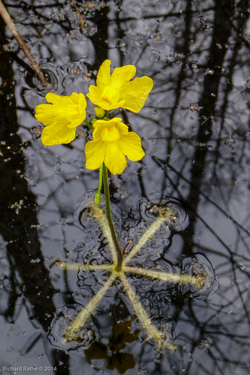 Bladderwort (Utricularia)
