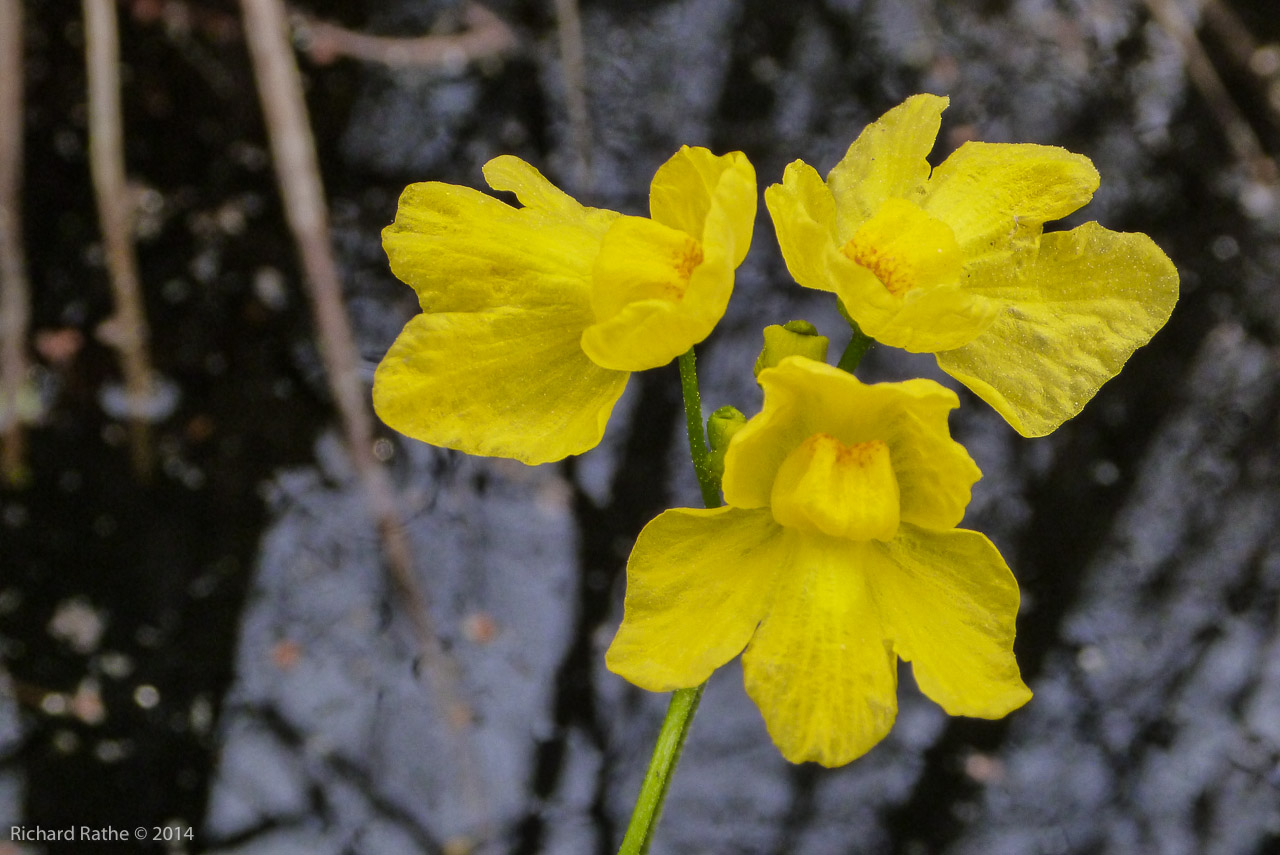 Bladderwort (Utricularia)