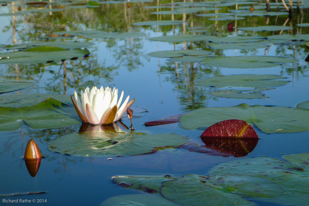 Fragrant Water Lily (Nymphaea odorata)