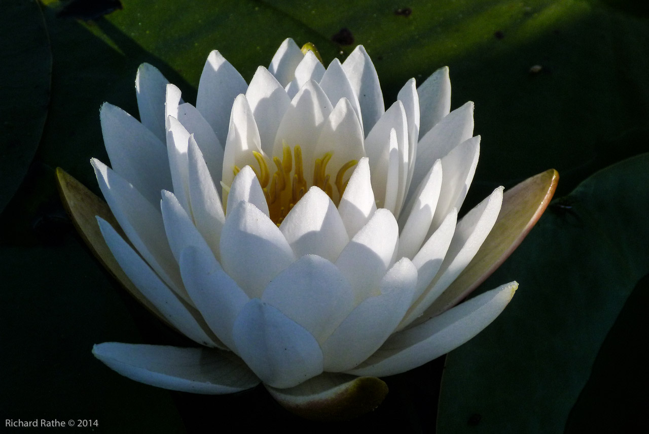 Fragrant Water Lily (Nymphaea odorata)