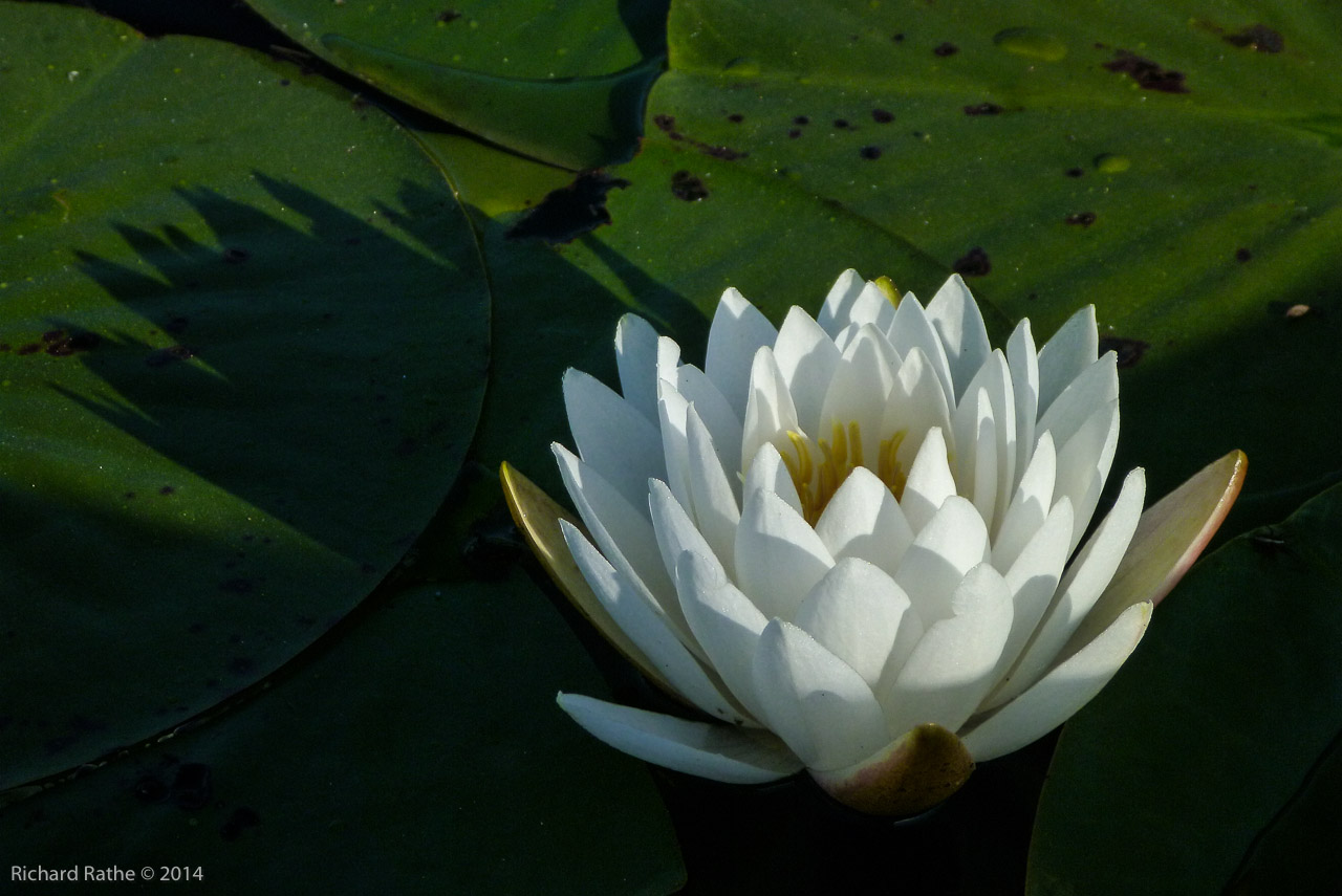 Fragrant Water Lily (Nymphaea odorata)