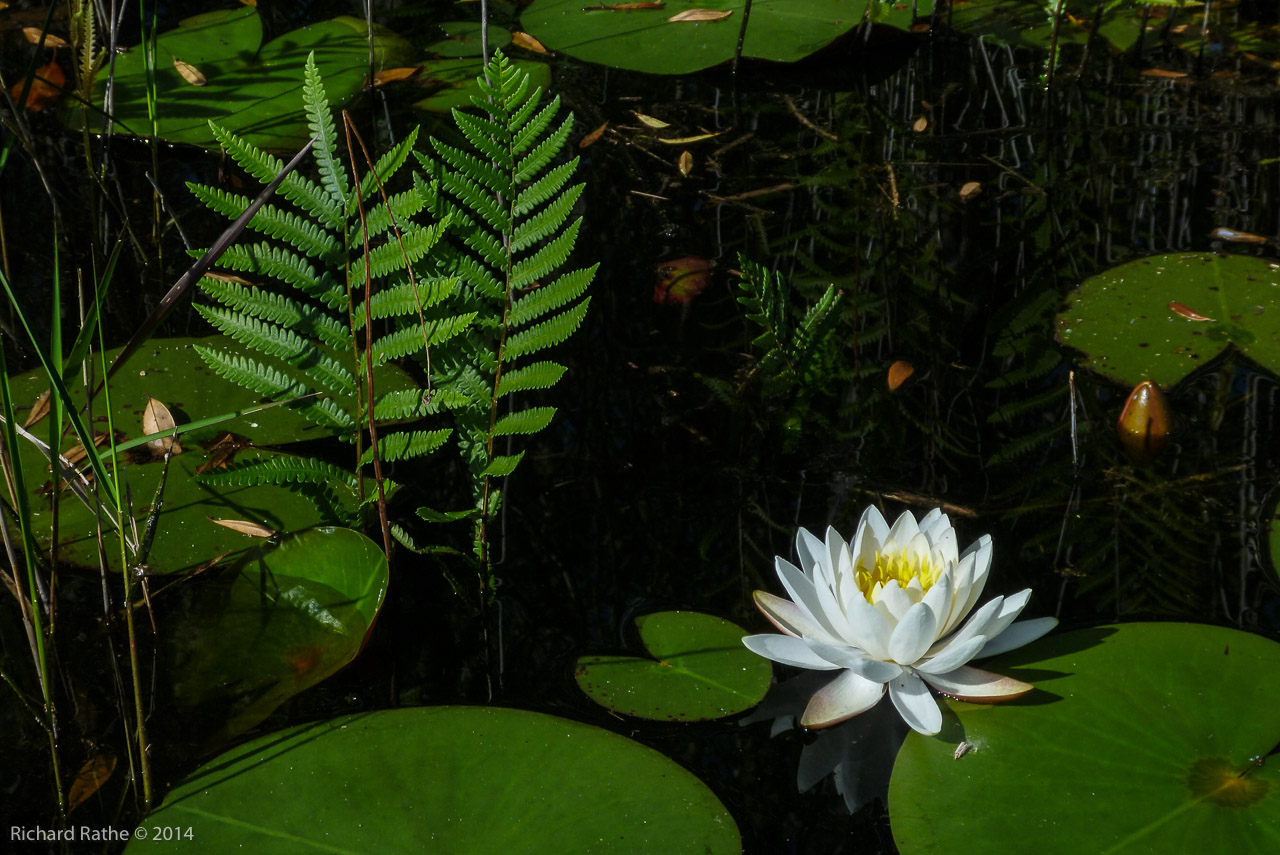 Fragrant Water Lily (Nymphaea odorata)