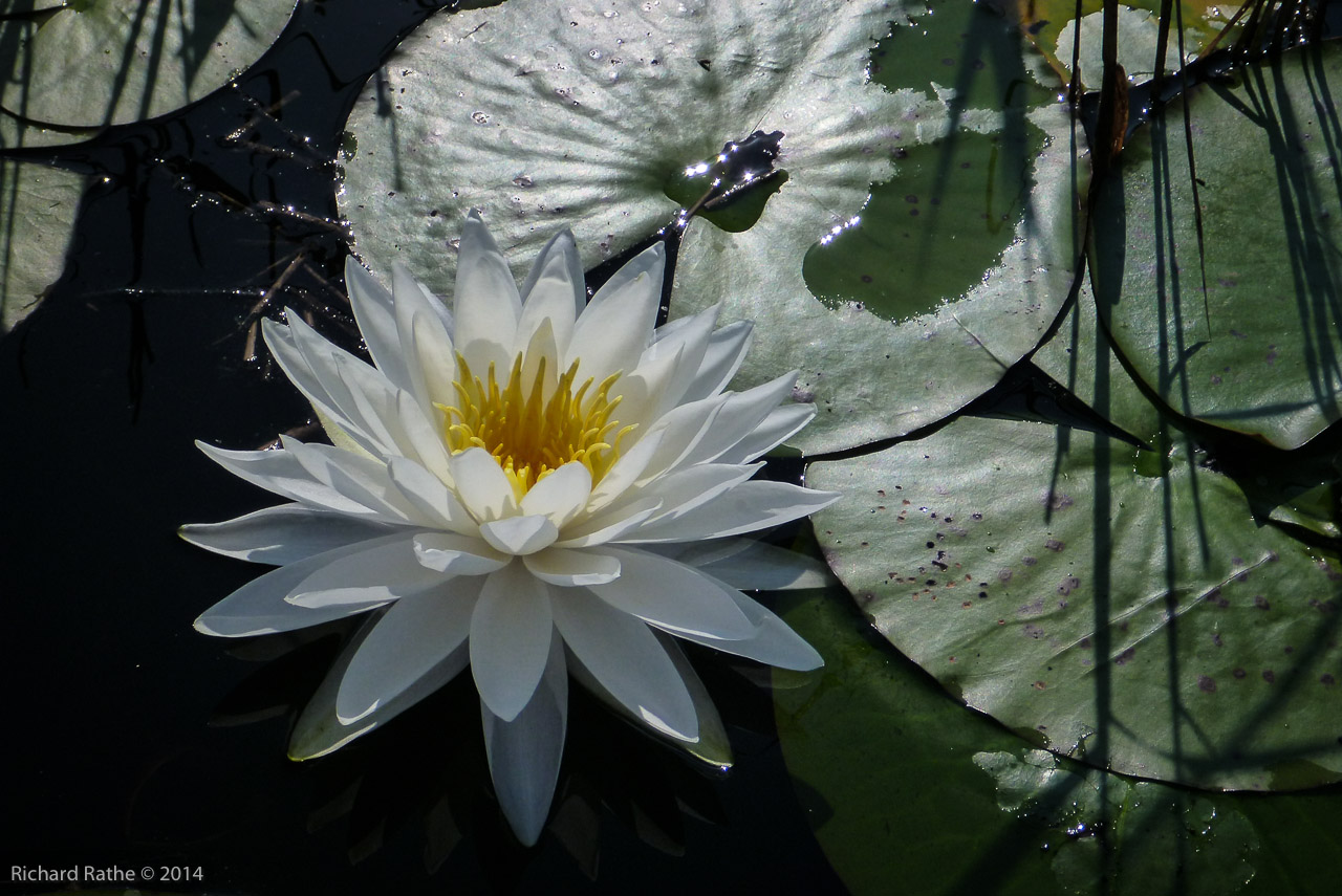 Fragrant Water Lily (Nymphaea odorata)