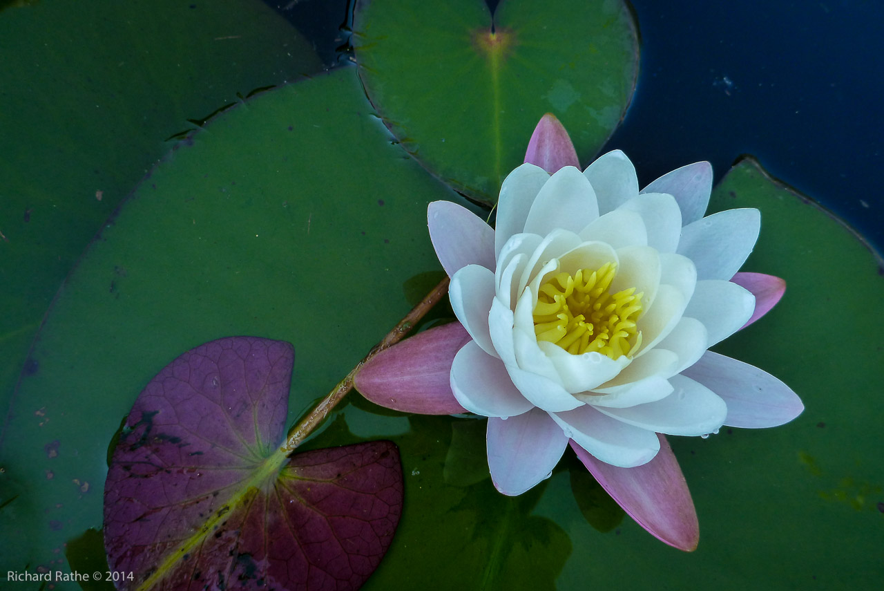 Fragrant Water Lily (Nymphaea odorata)