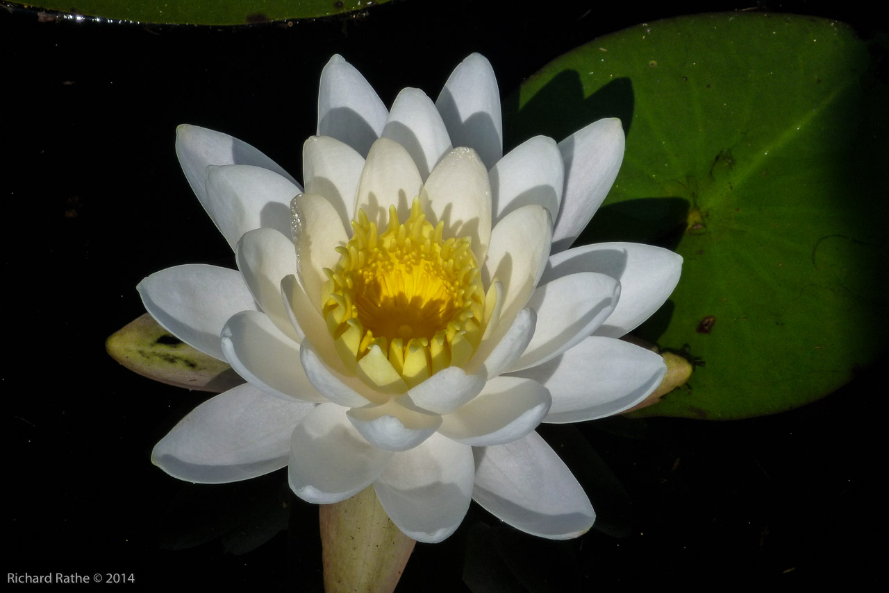 Fragrant Water Lily (Nymphaea odorata)