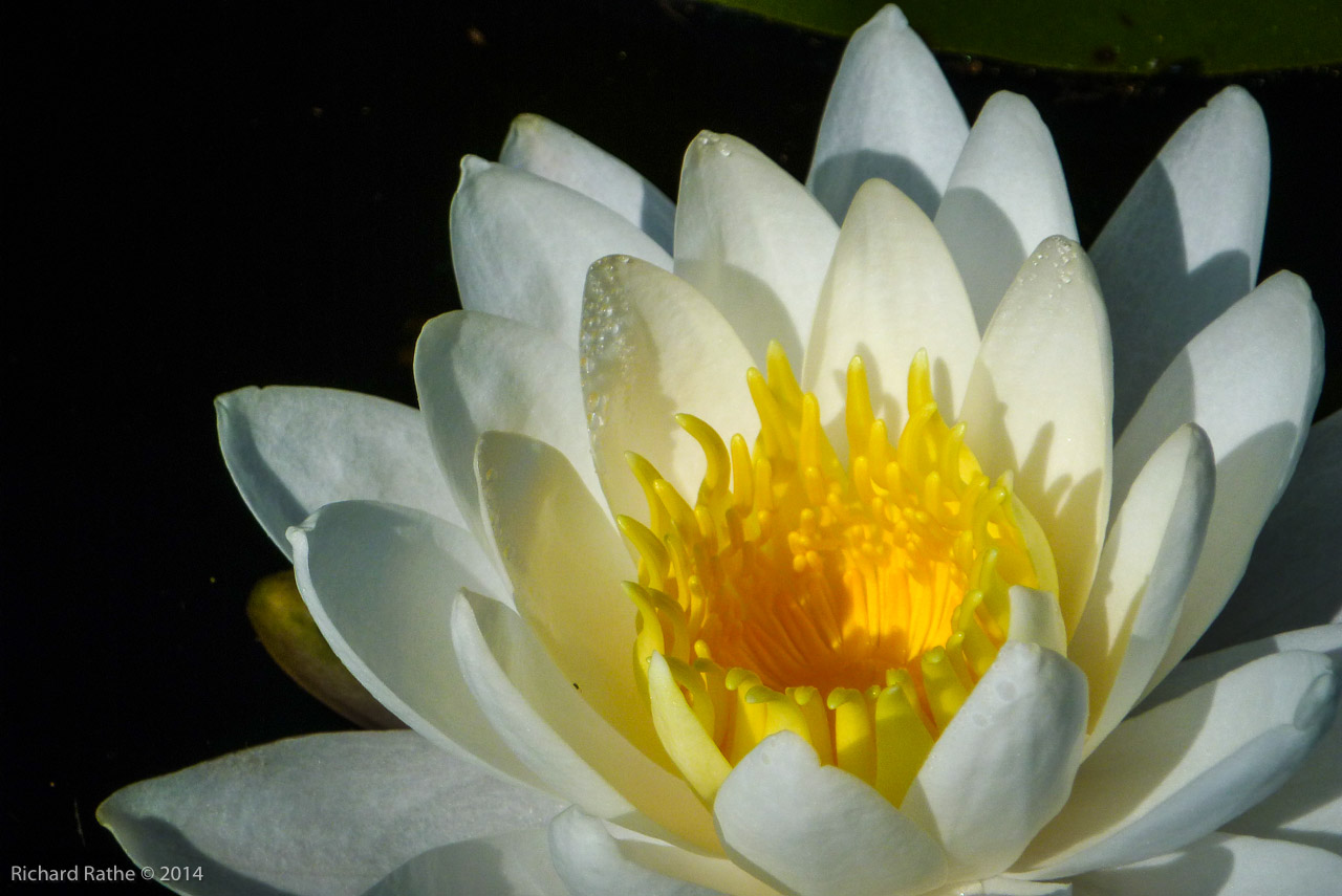 Fragrant Water Lily (Nymphaea odorata)