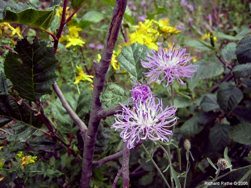 105-roadside-flowers