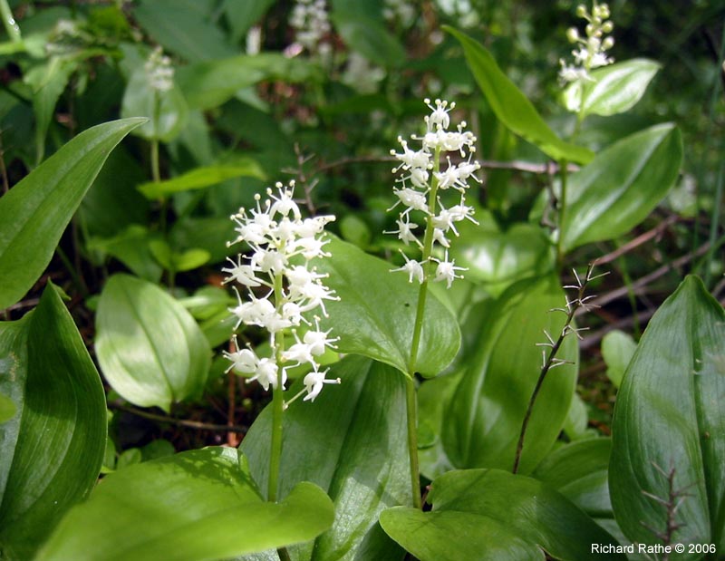 13-lily-of-the-valley