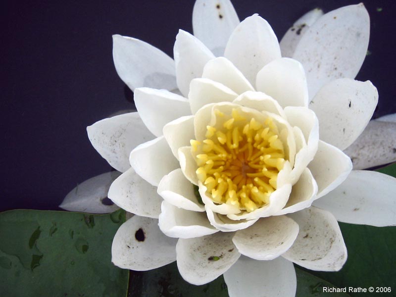 25-water-lily