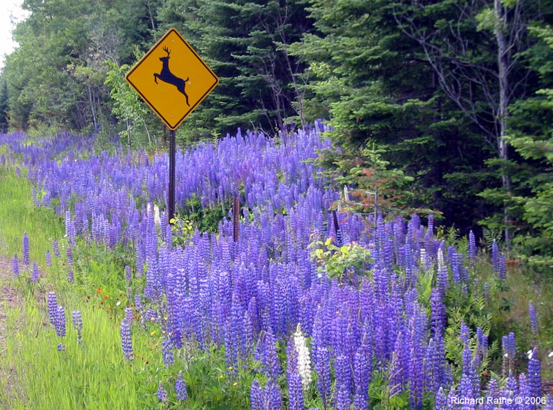 28-lupines-everywhere