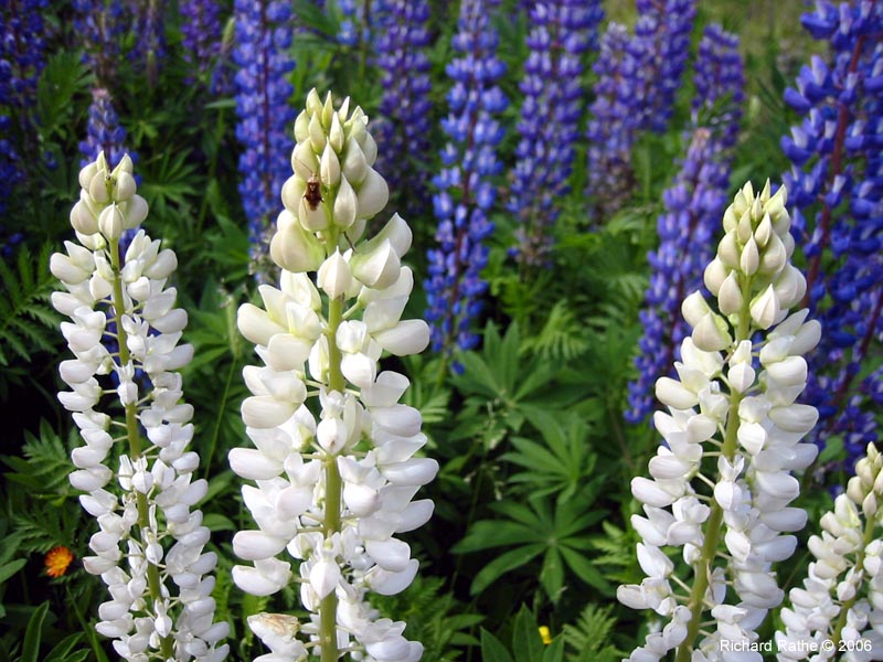 29-lupines-white