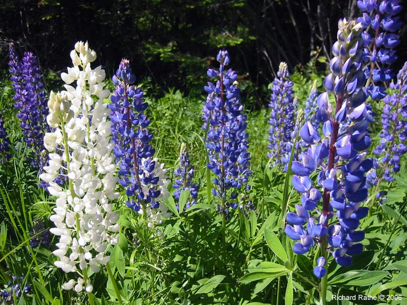 30-roadside-luplines1