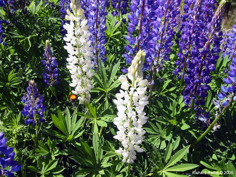 31-roadside-luplines2