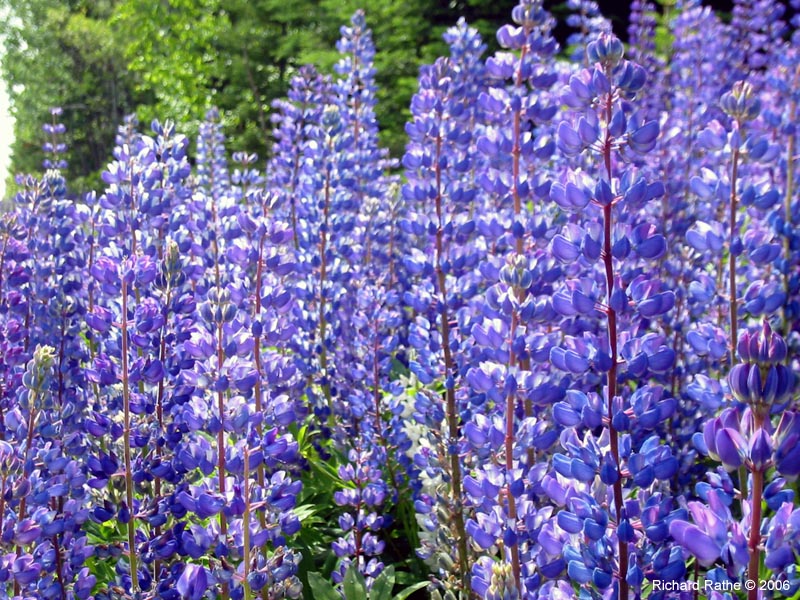 33-roadside-luplines4