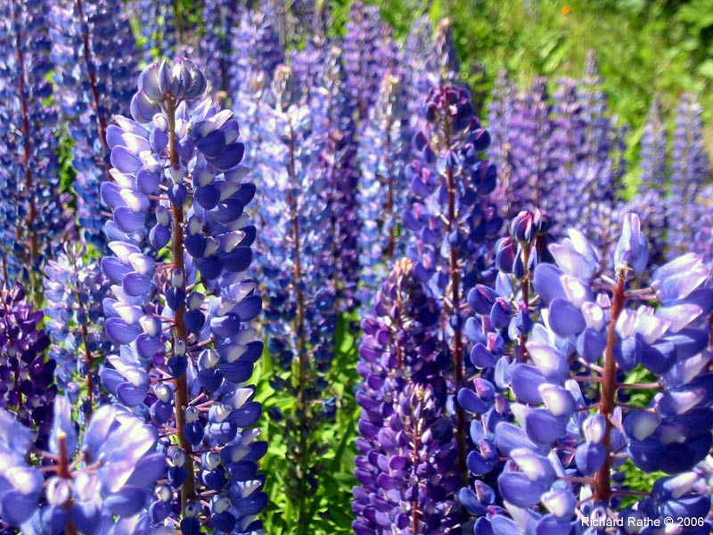 34-roadside-luplines5