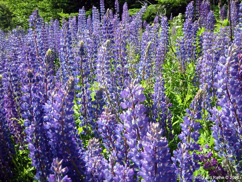 35-roadside-luplines6