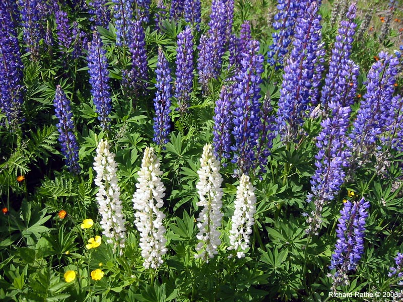 36-roadside-luplines7