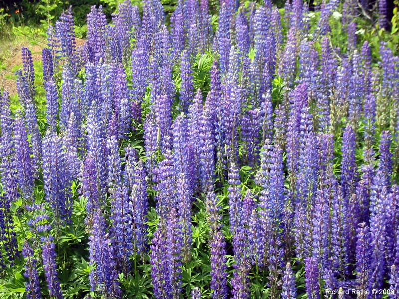 37-roadside-luplines8