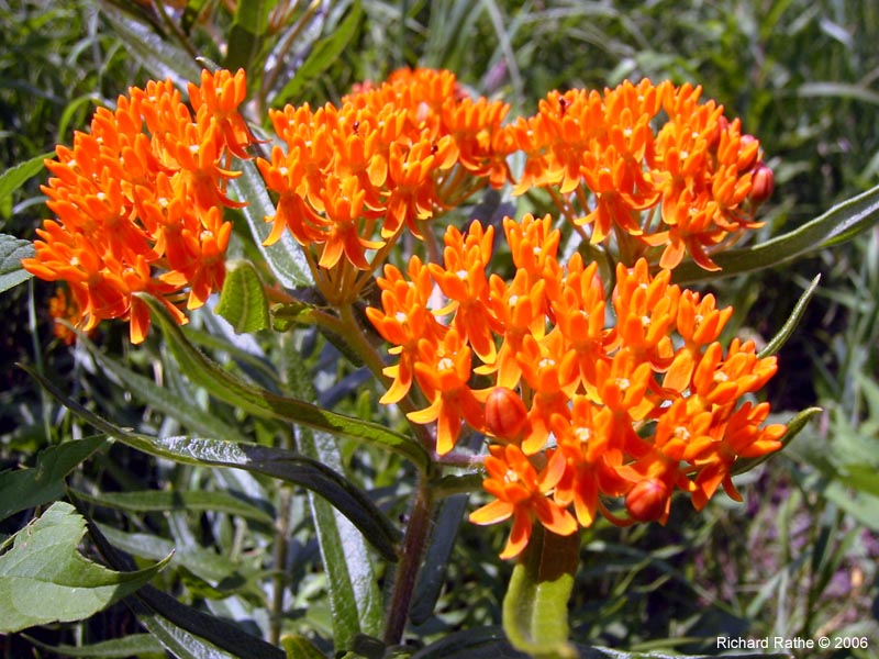 46-trailside-flowers