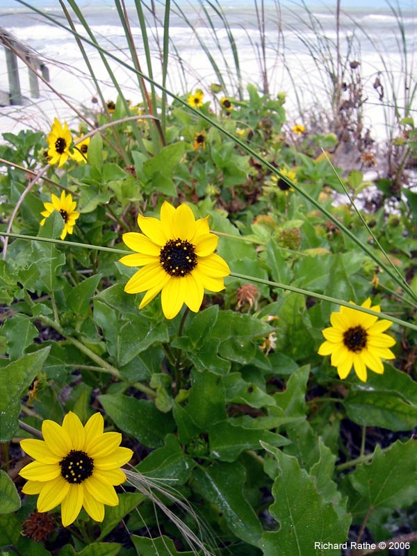 beach-flowers2