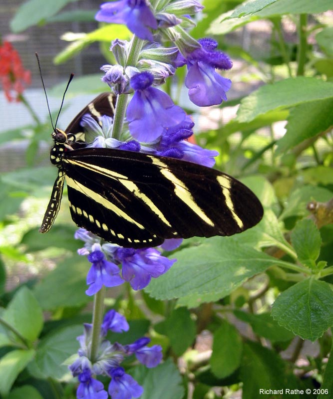 butterfly-farm13