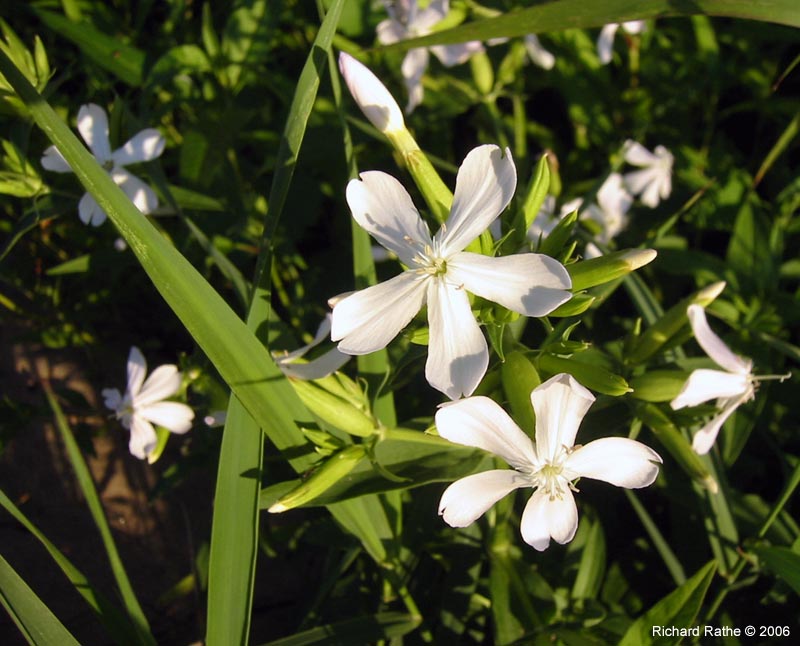 canoe-trip-flowers