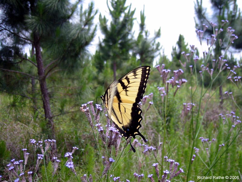 roadside-butterfly1