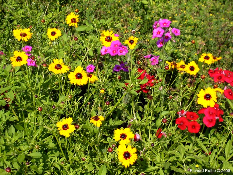 roadside-flowers31