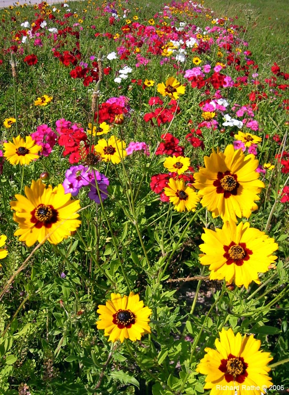 roadside-flowers49