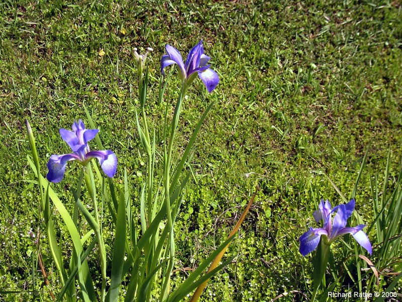 roadside-iris1