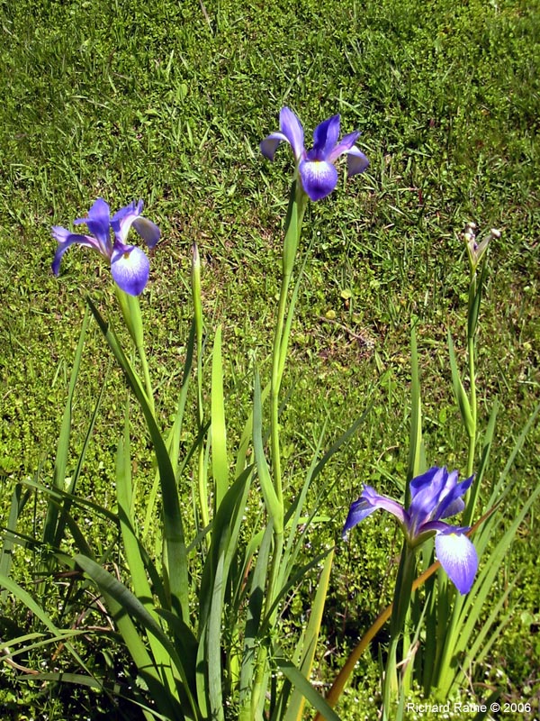 roadside-iris2