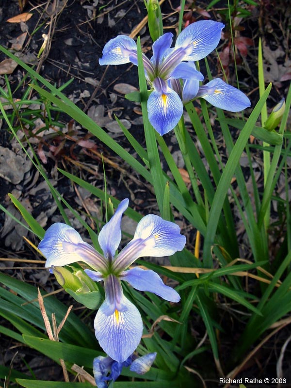 roadside-iris3