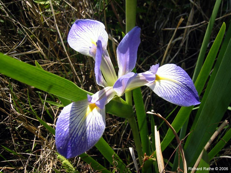 roadside-iris4