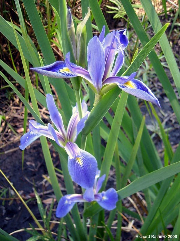 roadside-iris5