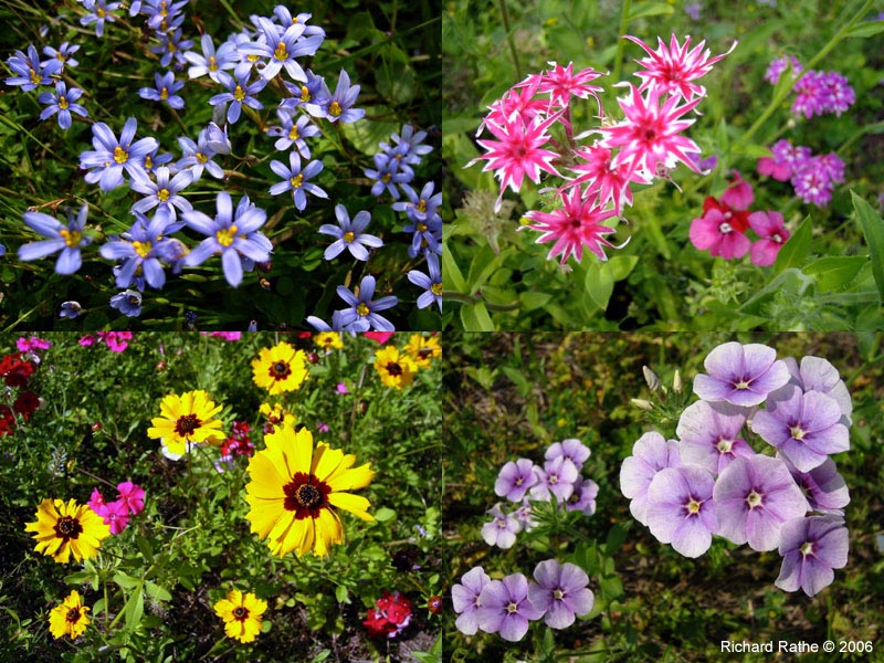 spring-flowers-apr05