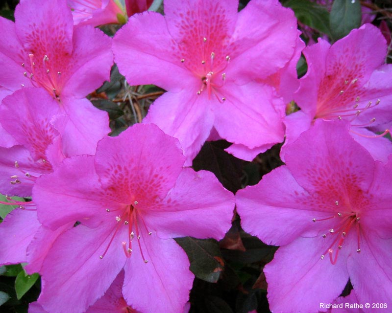 yard-azaleas