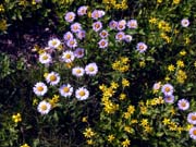 076-glacier-flowers