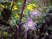 105-roadside-flowers