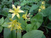 16-yellow-clintonia