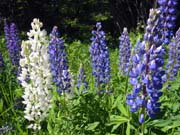 30-roadside-luplines1