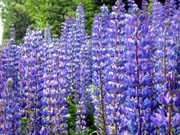 33-roadside-luplines4