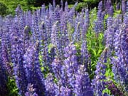 35-roadside-luplines6