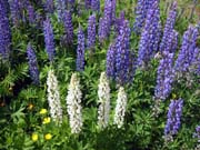 36-roadside-luplines7