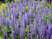 37-roadside-luplines8