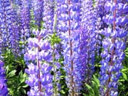 38-roadside-luplines9