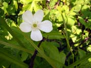 44-trailside-flowers