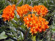 46-trailside-flowers