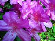 azaleas-closeup